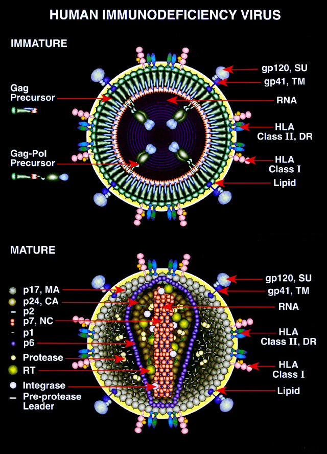 What Does Hiv Do To The Immune System Prep Daily